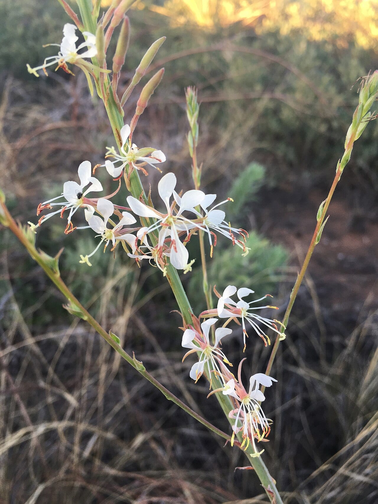Woolly beeblossom (Oenothera cinerea)