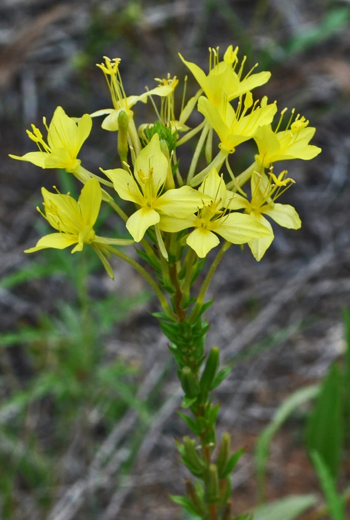 Cleland's evening primrose (Oenothera clelandii)