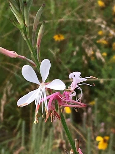 Demaree's beeblossom (Oenothera demareei)