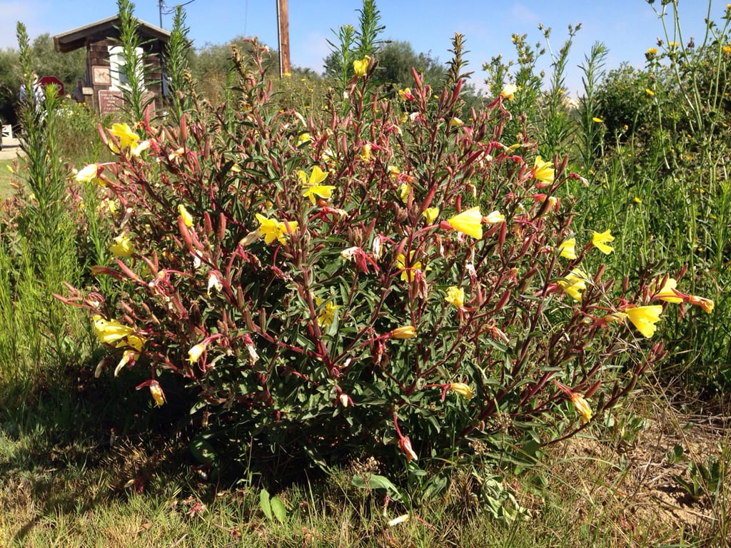 Hooker's evening-primrose (Oenothera elata ssp. hirsutissima)