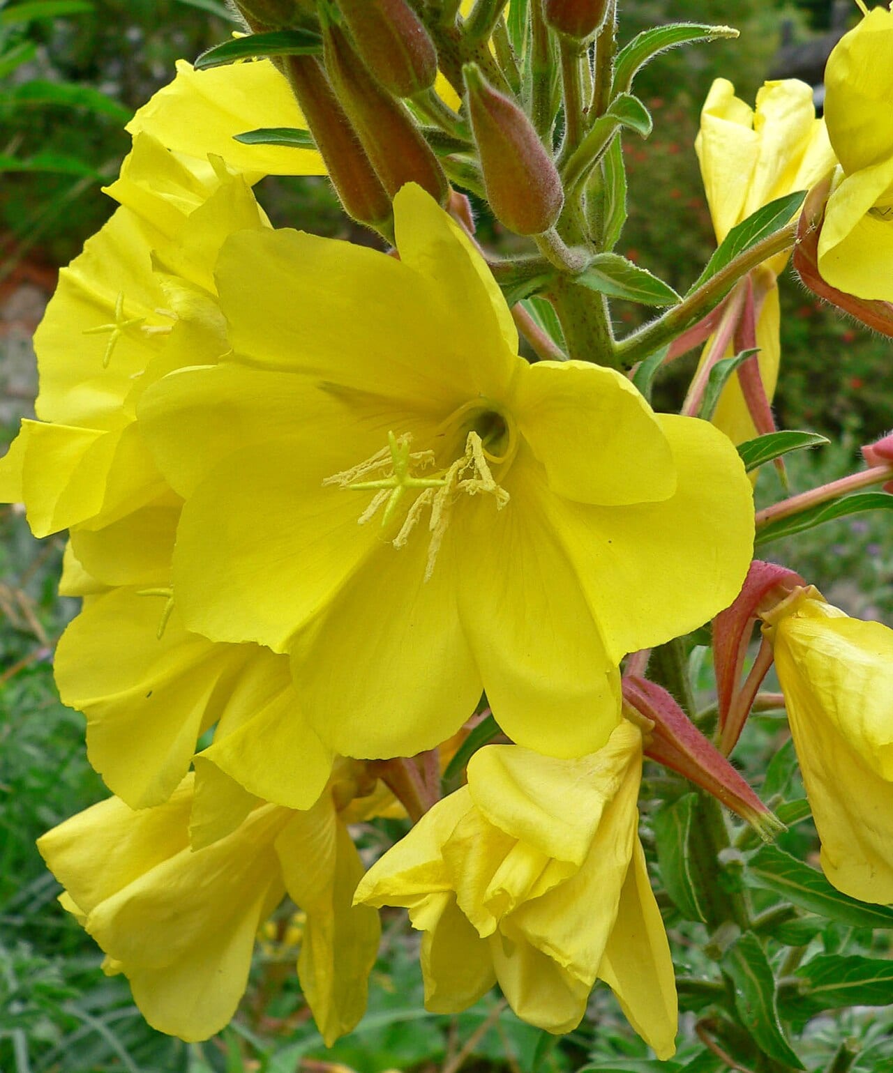 Hooker's evening-primrose (Oenothera elata)