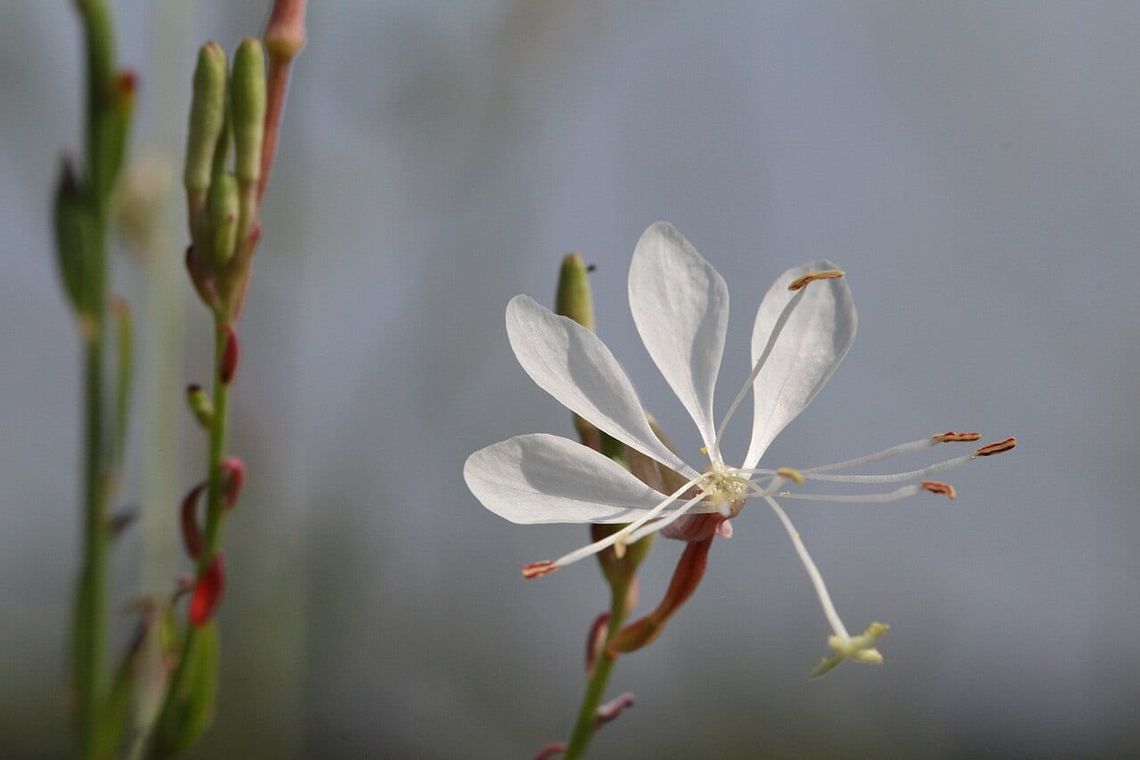 Longflower beeblossom (Oenothera filiformis)