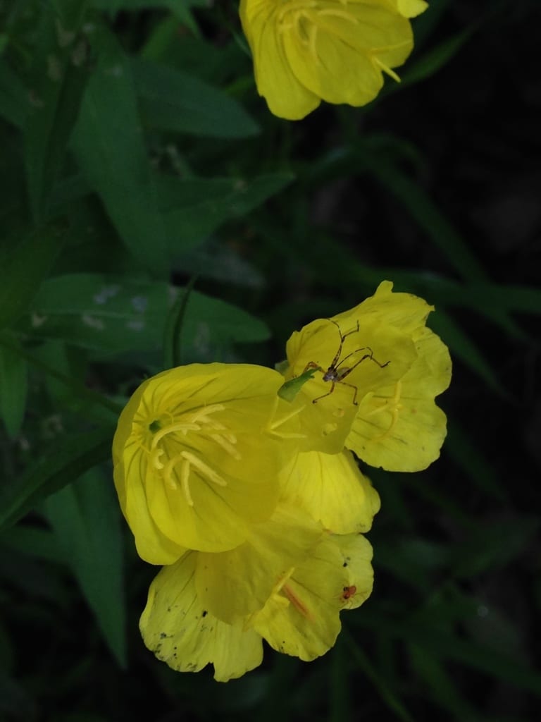 Narrowleaf evening-primrose (Oenothera fruticosa ssp. tetragona)