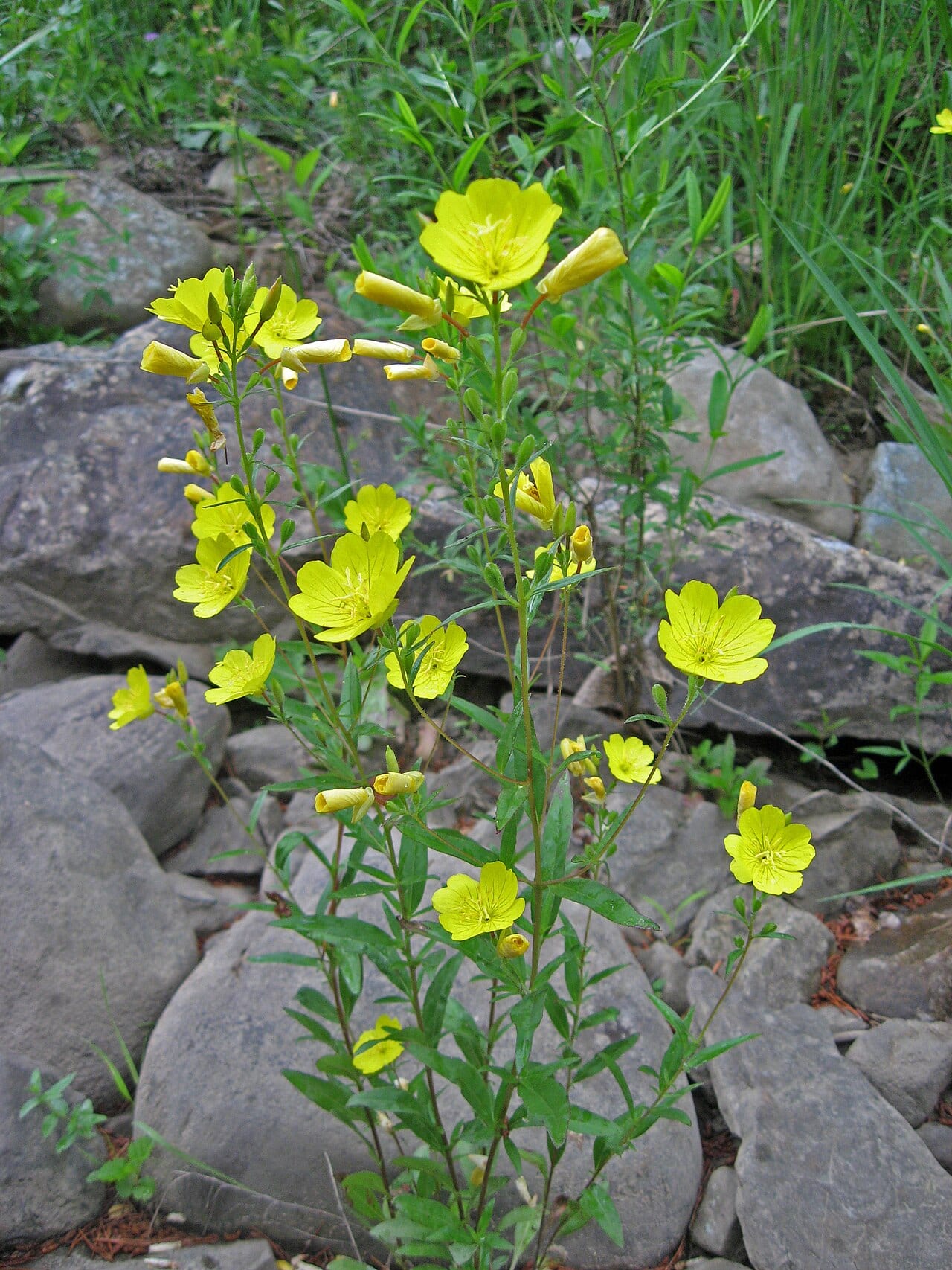 Narrowleaf evening-primrose (Oenothera fruticosa)