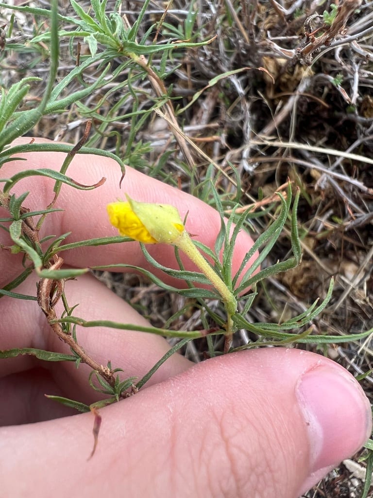 Gypsum evening primrose (Oenothera gayleana)