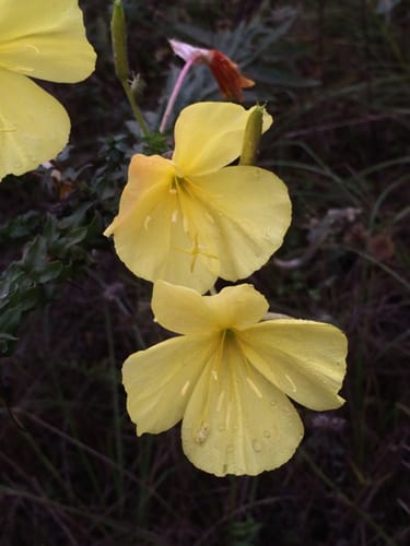 Variableleaf evening primrose (Oenothera heterophylla ssp. heterophylla)