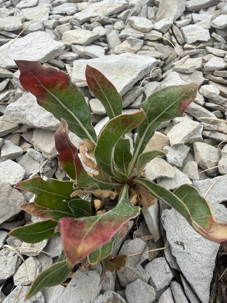 Howard's evening primrose (Oenothera howardii)
