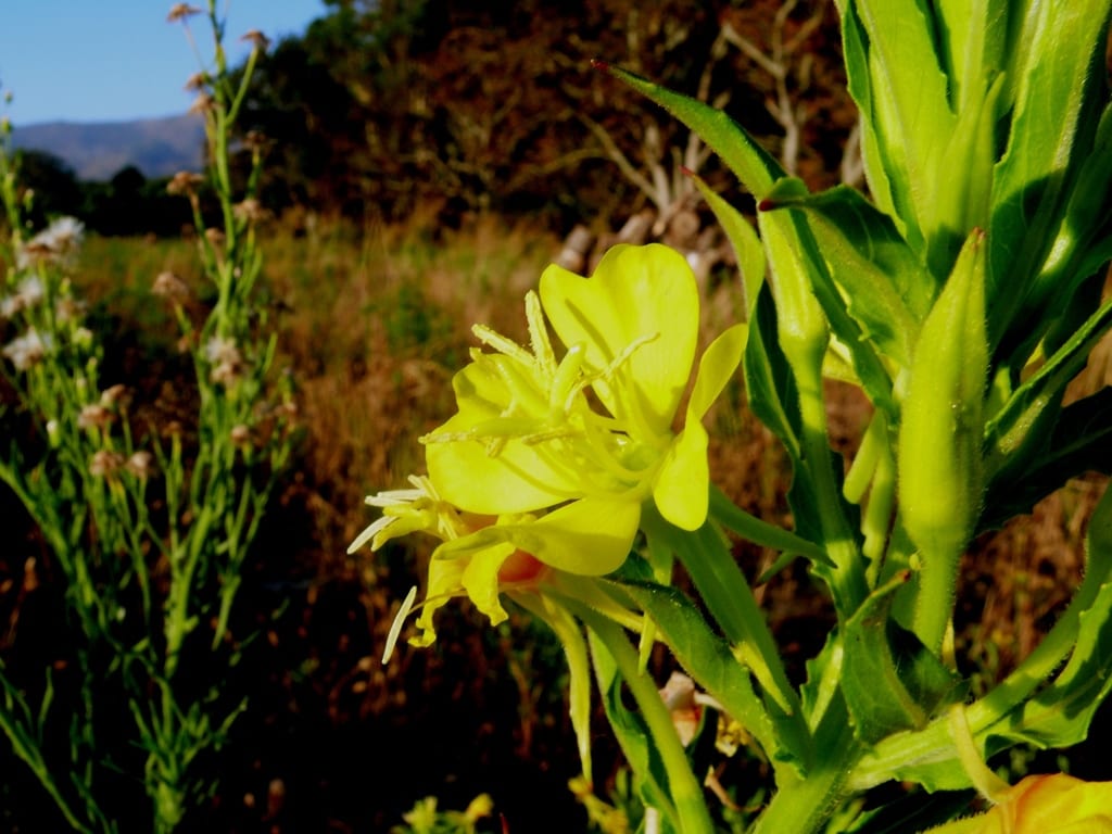 Trumpet evening-primrose (Oenothera jamesii)