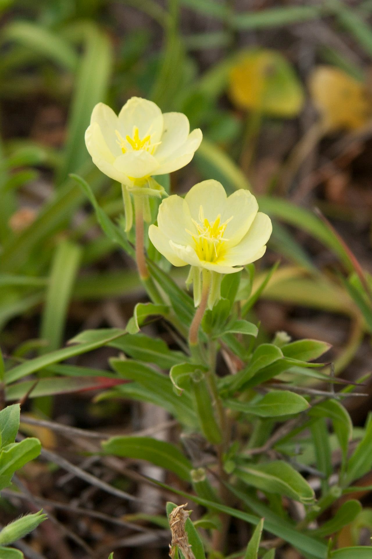 Cutleaf evening-primrose (Oenothera laciniata)