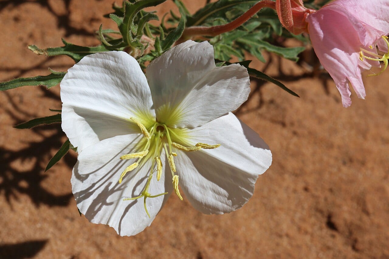 Mountain evening primrose (Oenothera latifolia)