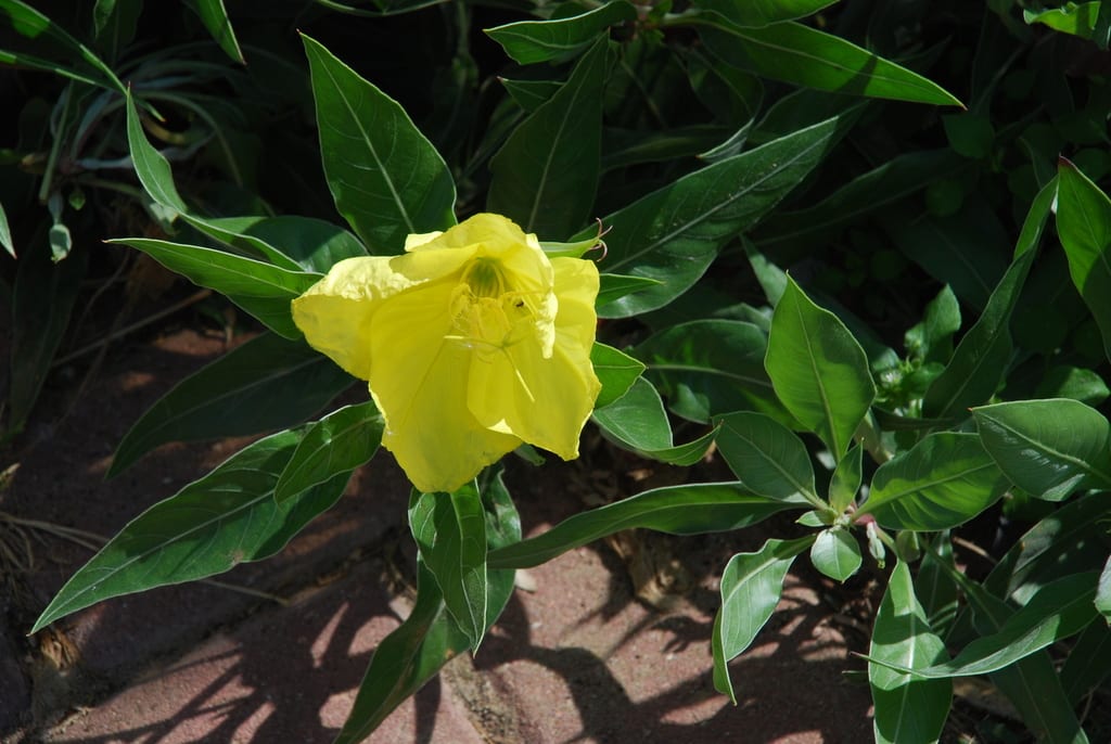 Oklahoma evening primrose (Oenothera macrocarpa ssp. oklahomensis)