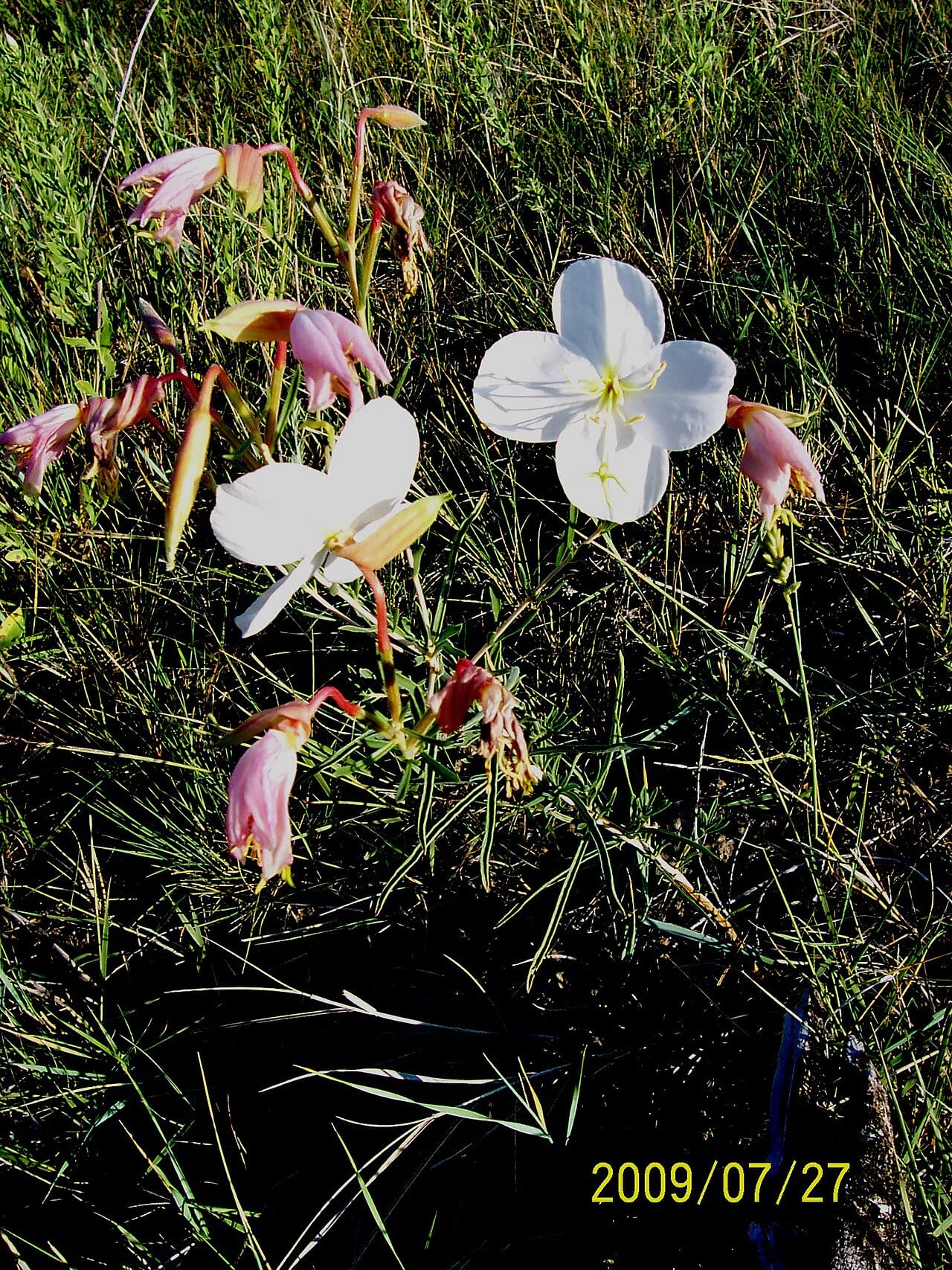Nuttall's evening-primrose (Oenothera nuttallii)