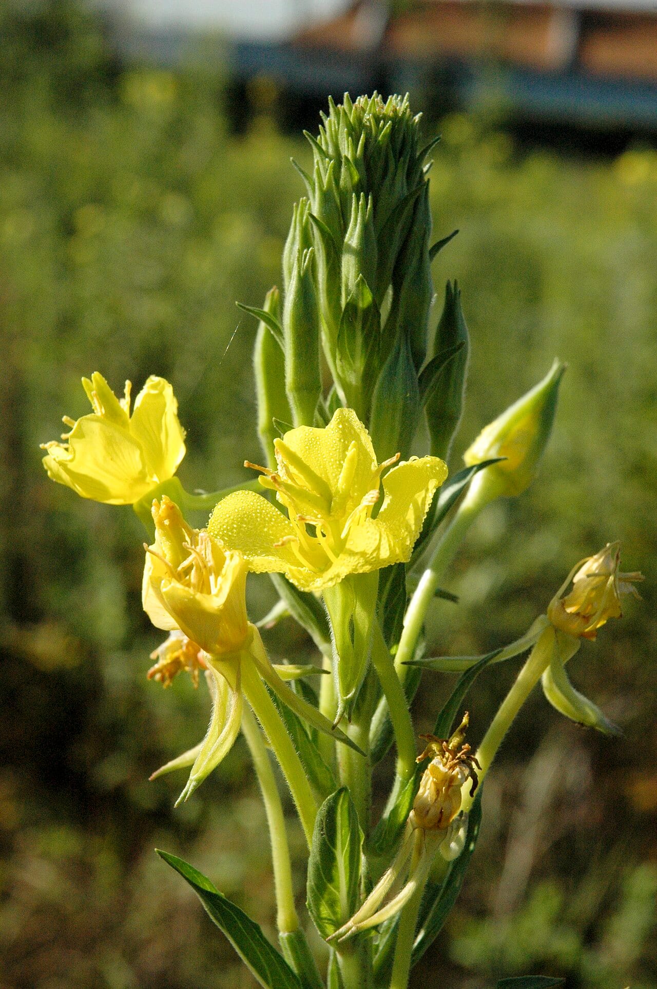 Northern evening-primrose (Oenothera parviflora)