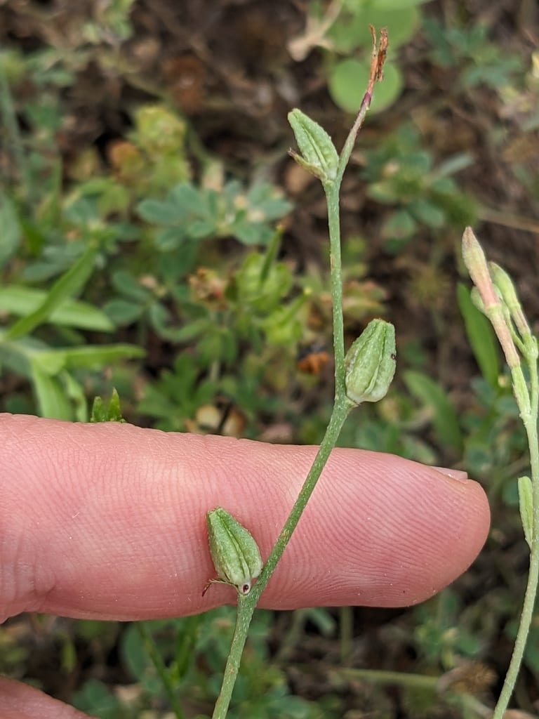 Plains beeblossom (Oenothera patriciae)