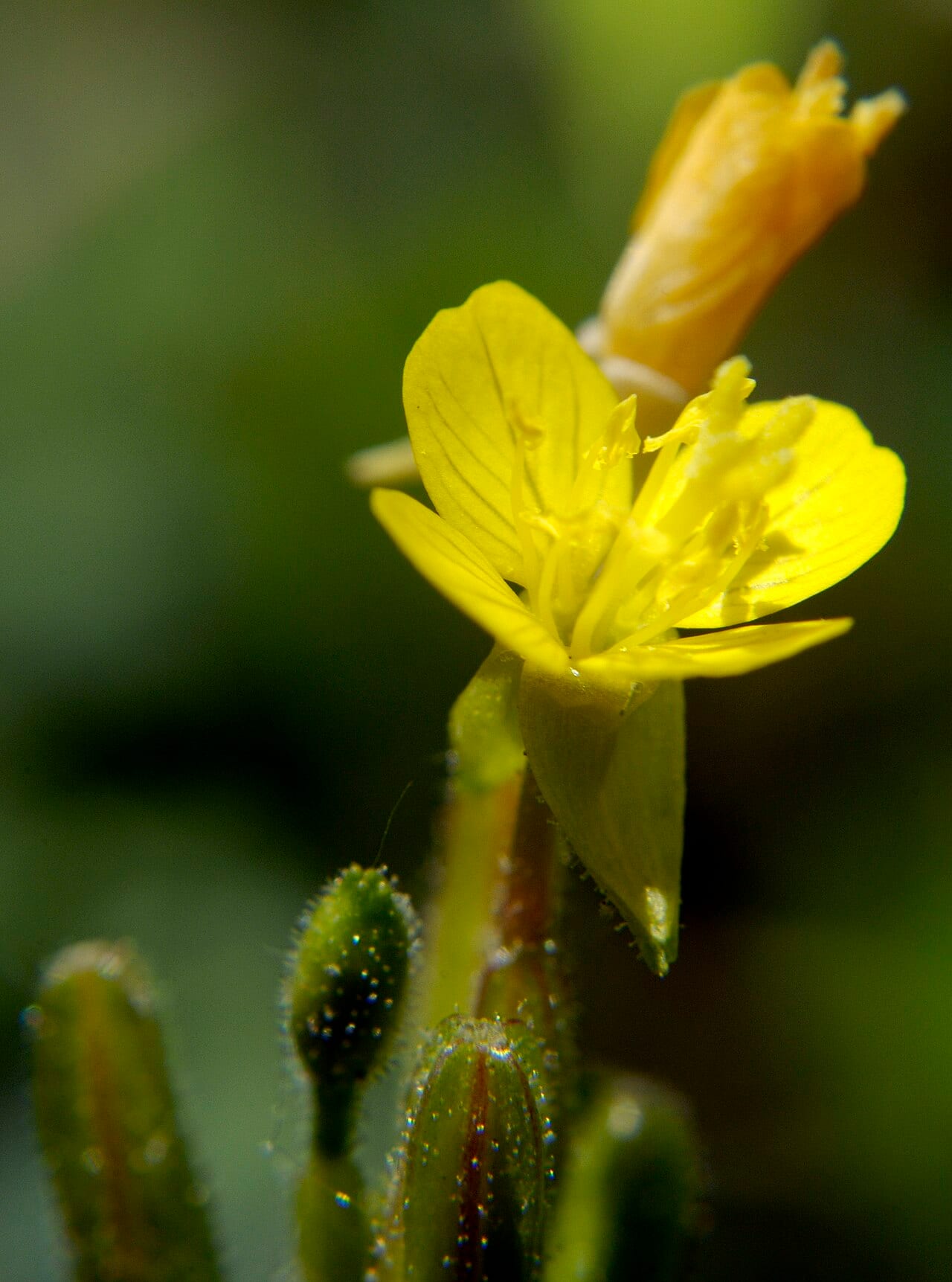 Little evening-primrose (Oenothera perennis)