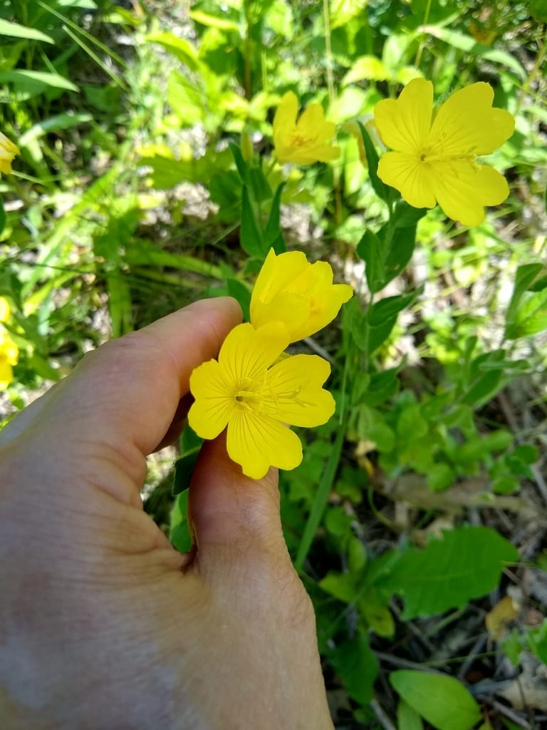 Meadow evening primrose (Oenothera pilosella ssp. sessilis)