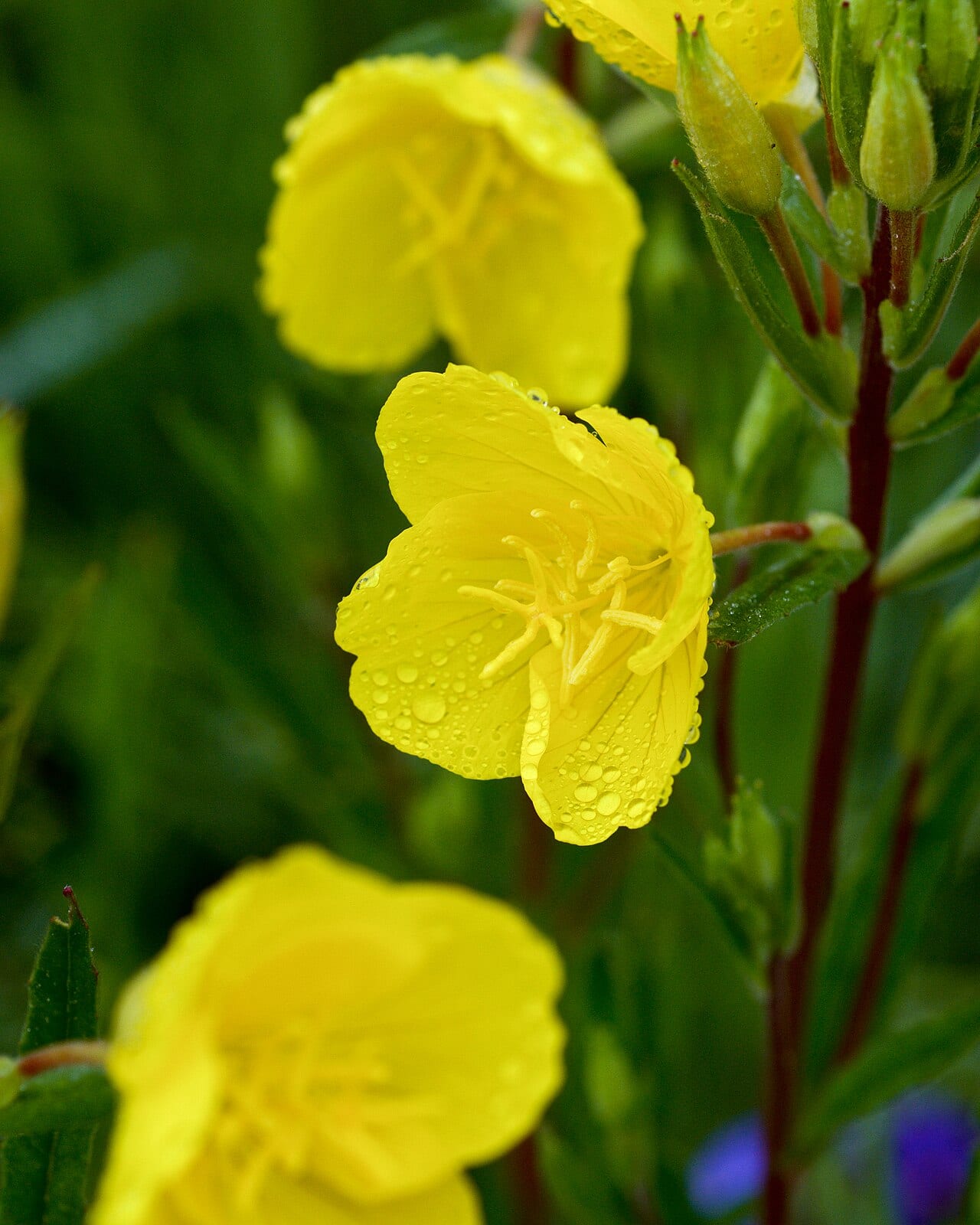 Meadow evening-primrose (Oenothera pilosella)