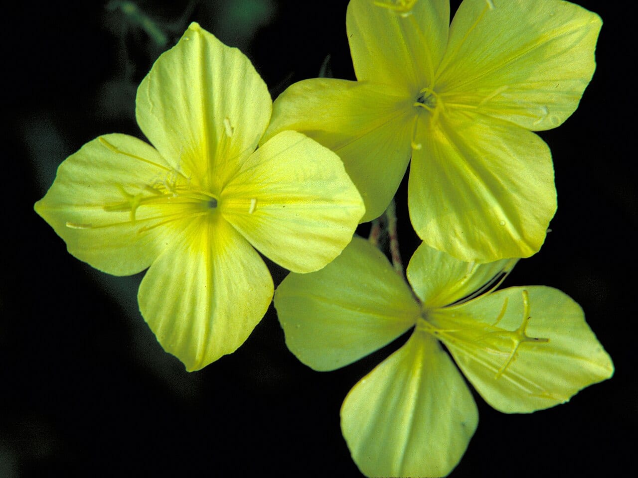 Fourpoint evening-primrose (Oenothera rhombipetala)
