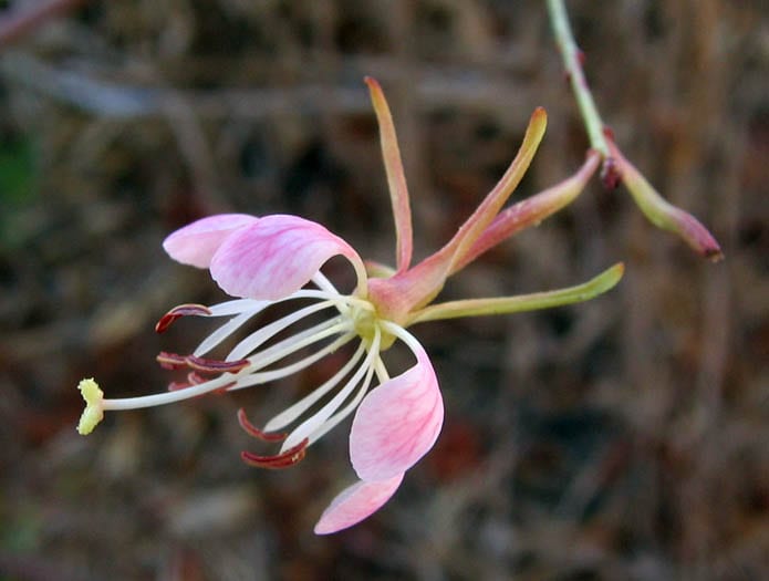 Wavyleaf beeblossom (Oenothera sinuosa)