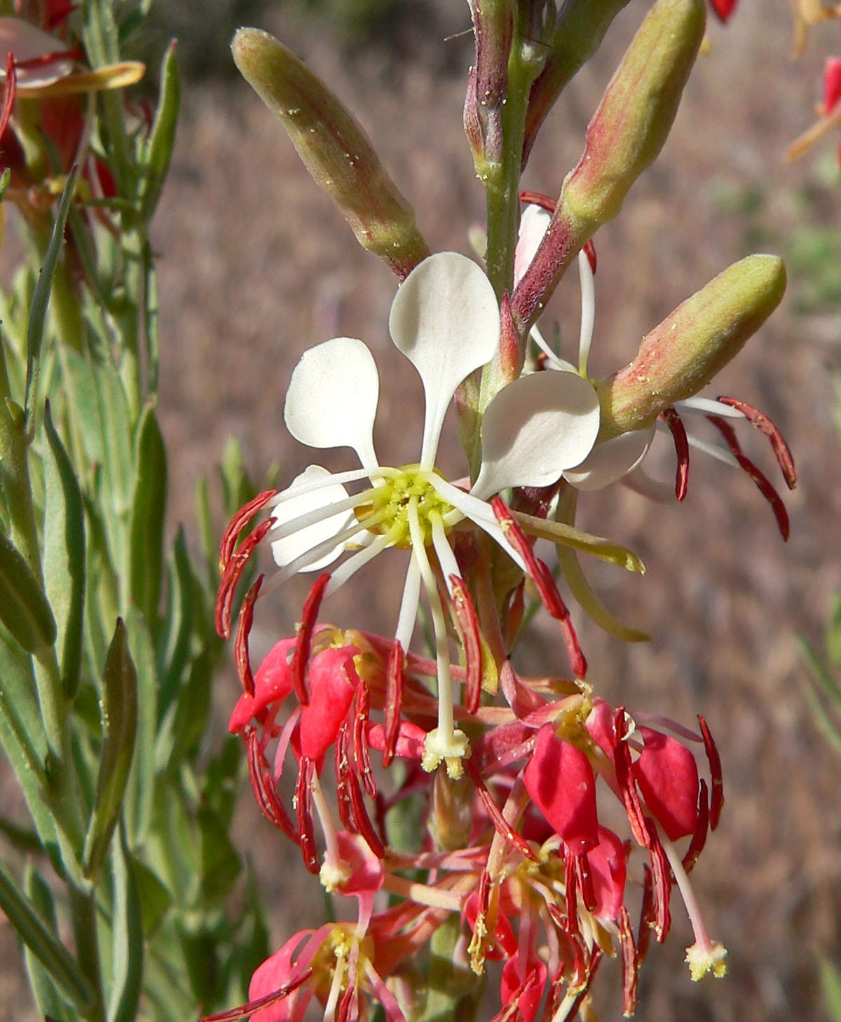 Scarlet beeblossom (Oenothera suffrutescens)