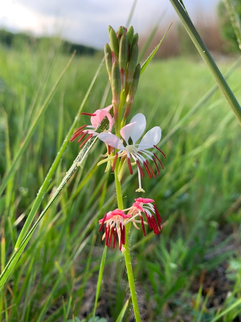 Kisses (Oenothera suffulta ssp. suffulta)