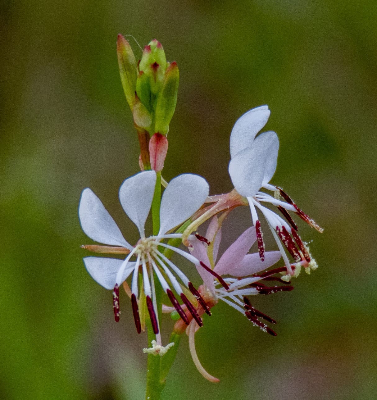 Kisses (Oenothera suffulta)