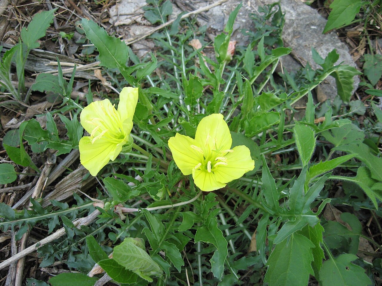 Stemless evening-primrose (Oenothera triloba)