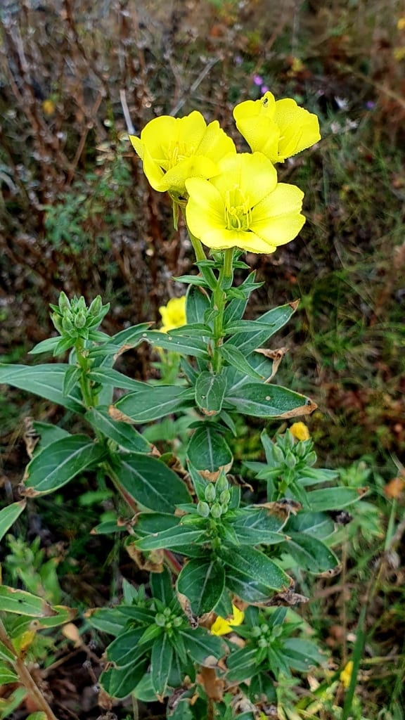Hairy evening-primrose (Oenothera villosa ssp. villosa)
