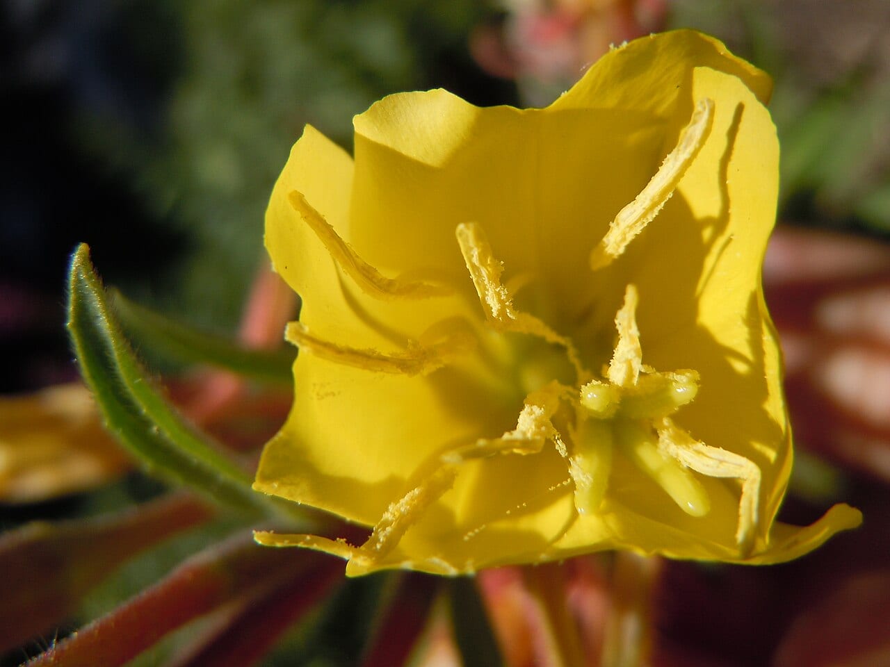 Hairy evening primrose (Oenothera villosa)