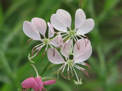 Drummond's beeblossom (Oenothera xerogaura)