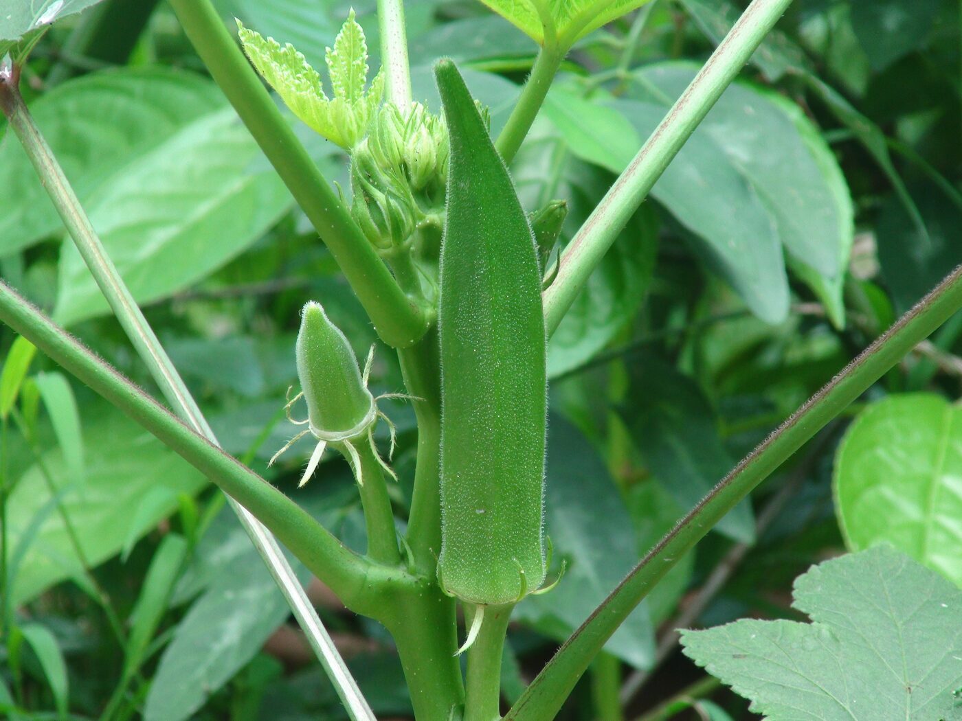 Okra (Abelmoschus esculentus) — pale yellow hibiscus-like flowers with maroon throat and ridged green pods