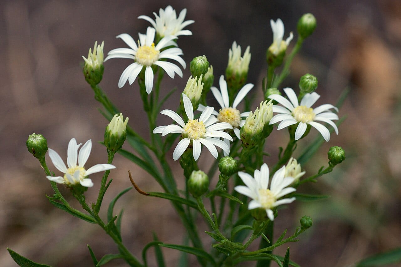 Prairie goldenrod (Oligoneuron album)
