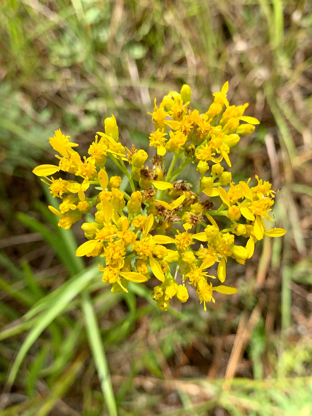 Shiny goldenrod (Oligoneuron nitidum)