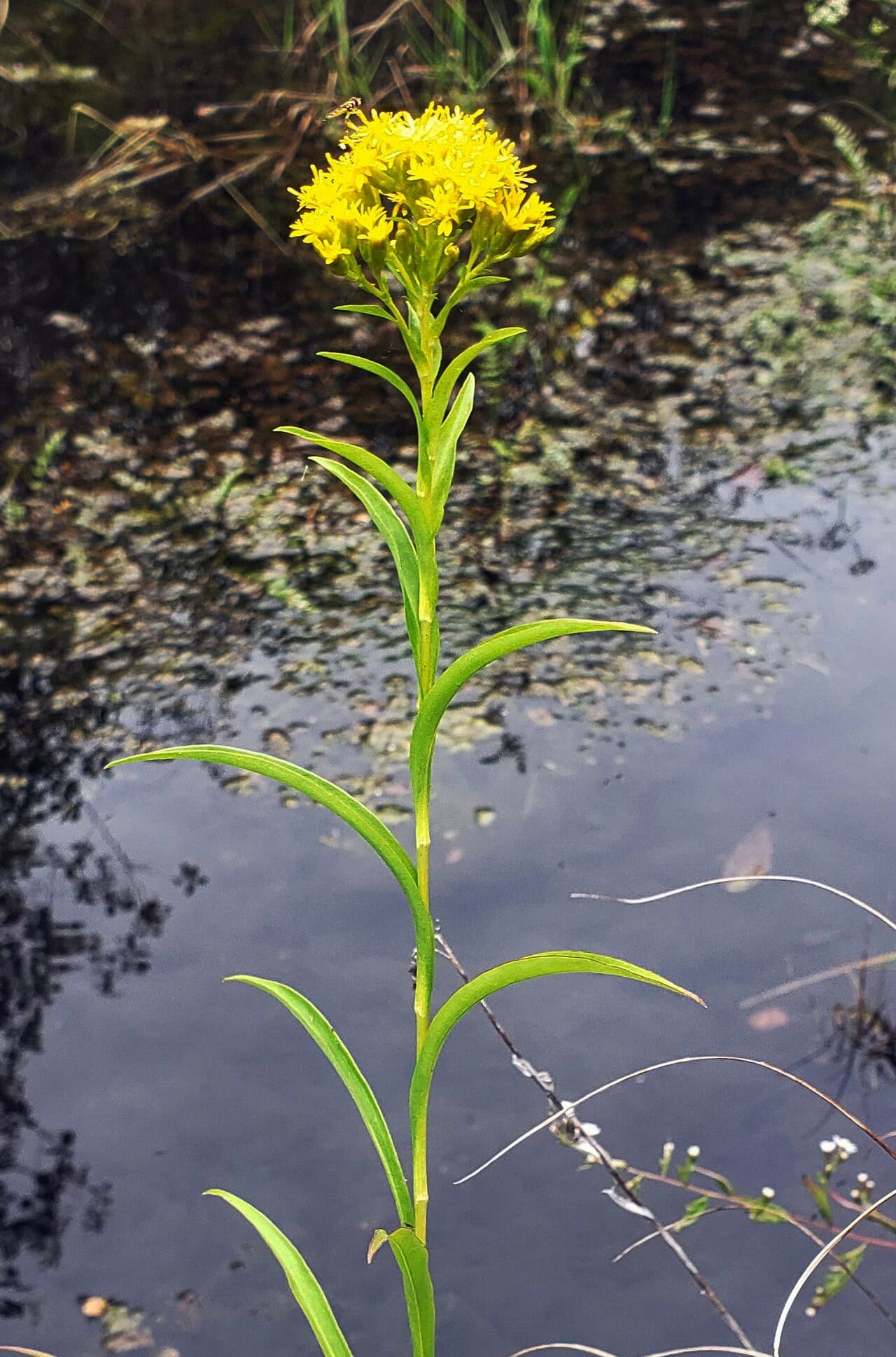 Riddell's goldenrod (Oligoneuron riddellii)