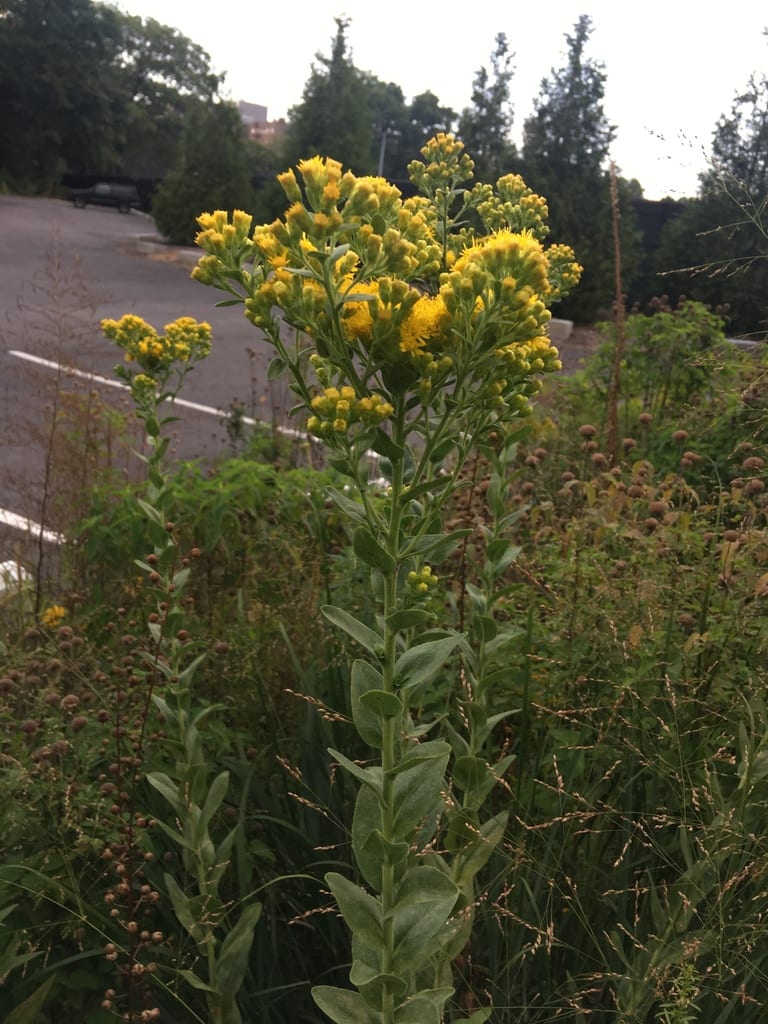 Stiff goldenrod (Oligoneuron rigidum var. humile)