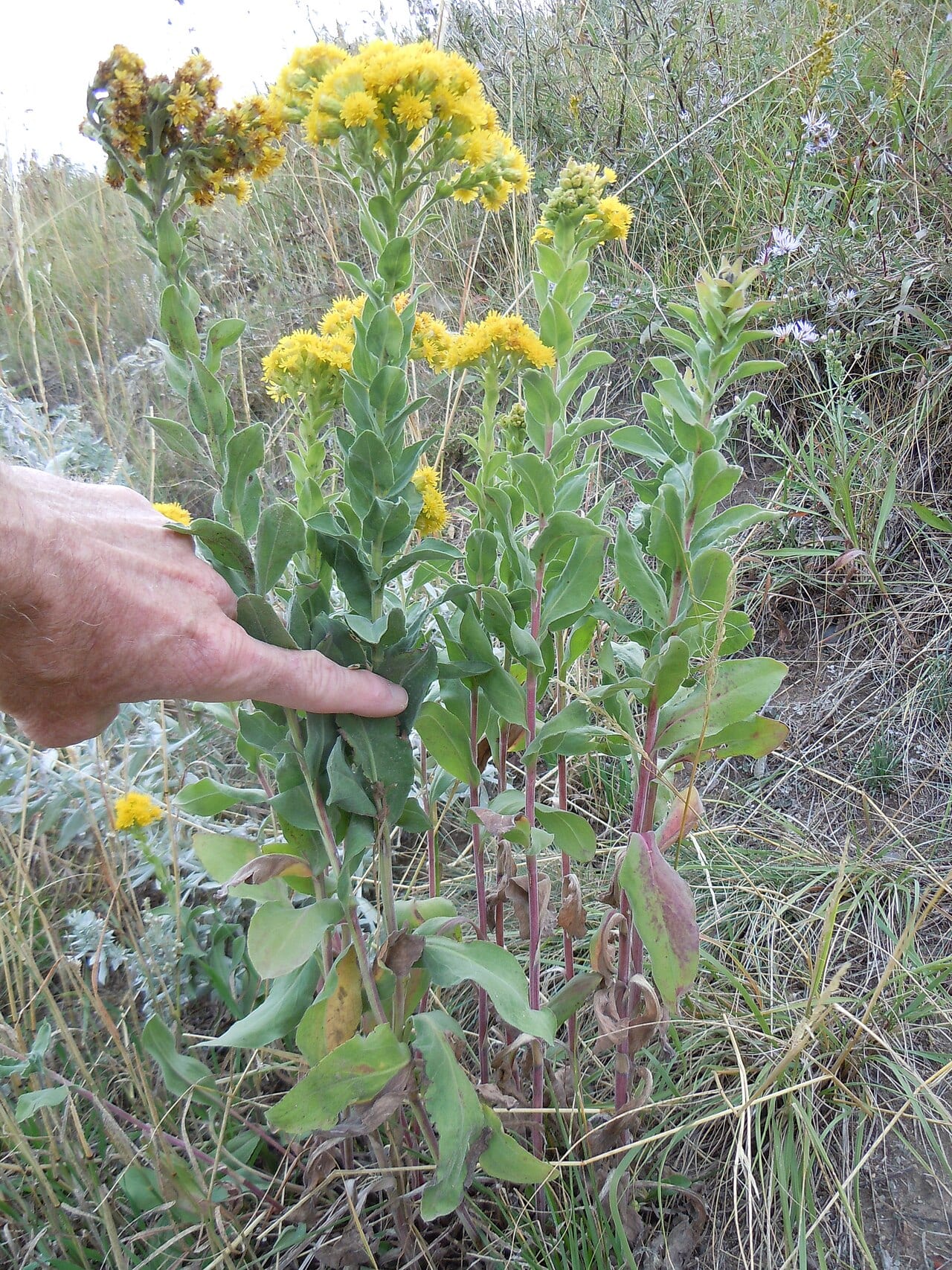Stiff goldenrod (Oligoneuron rigidum)