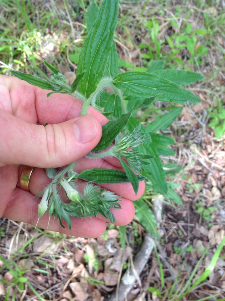 Softhair marbleseed (Onosmodium bejariense var. subsetosum)