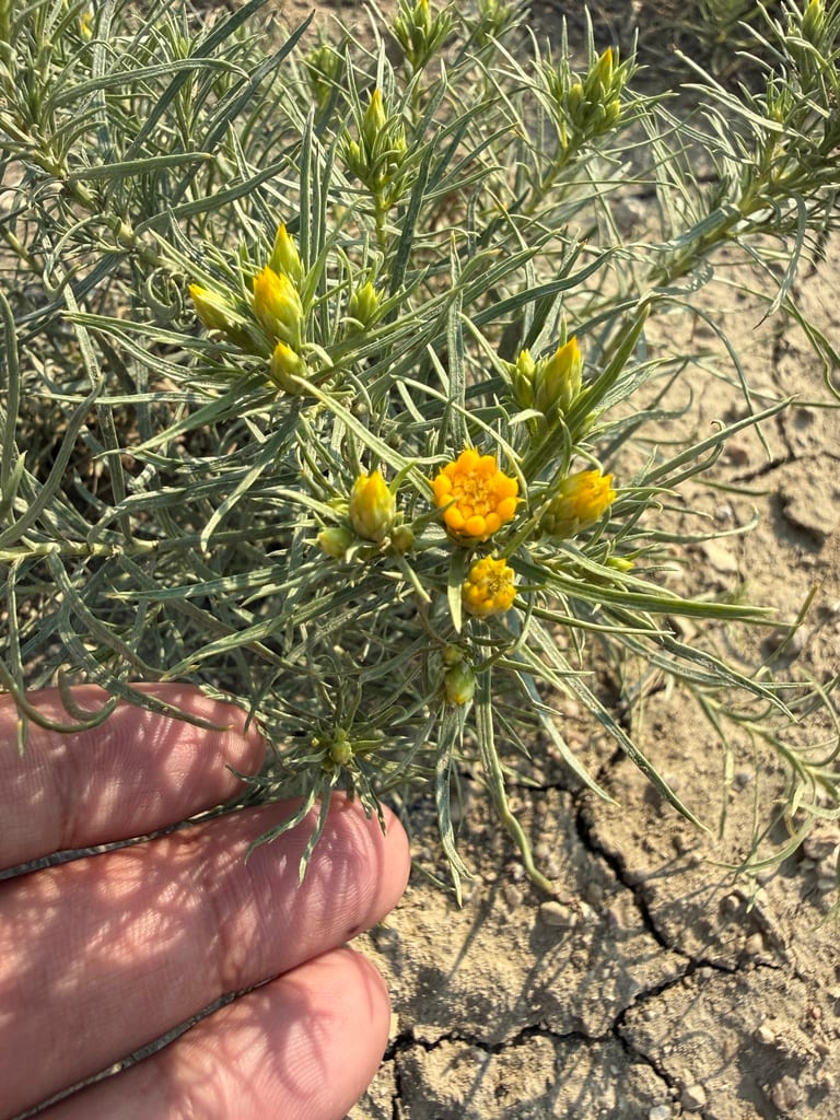 Engelmann's false goldenweed (Oonopsis engelmannii)