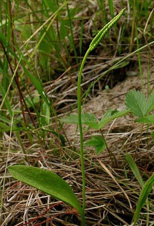 Northern adder's-tongue (Ophioglossum pusillum)
