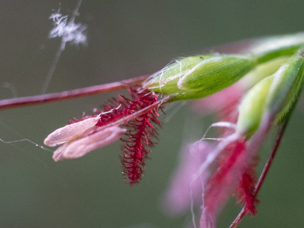 Basketgrass (Oplismenus hirtellus ssp. setarius)