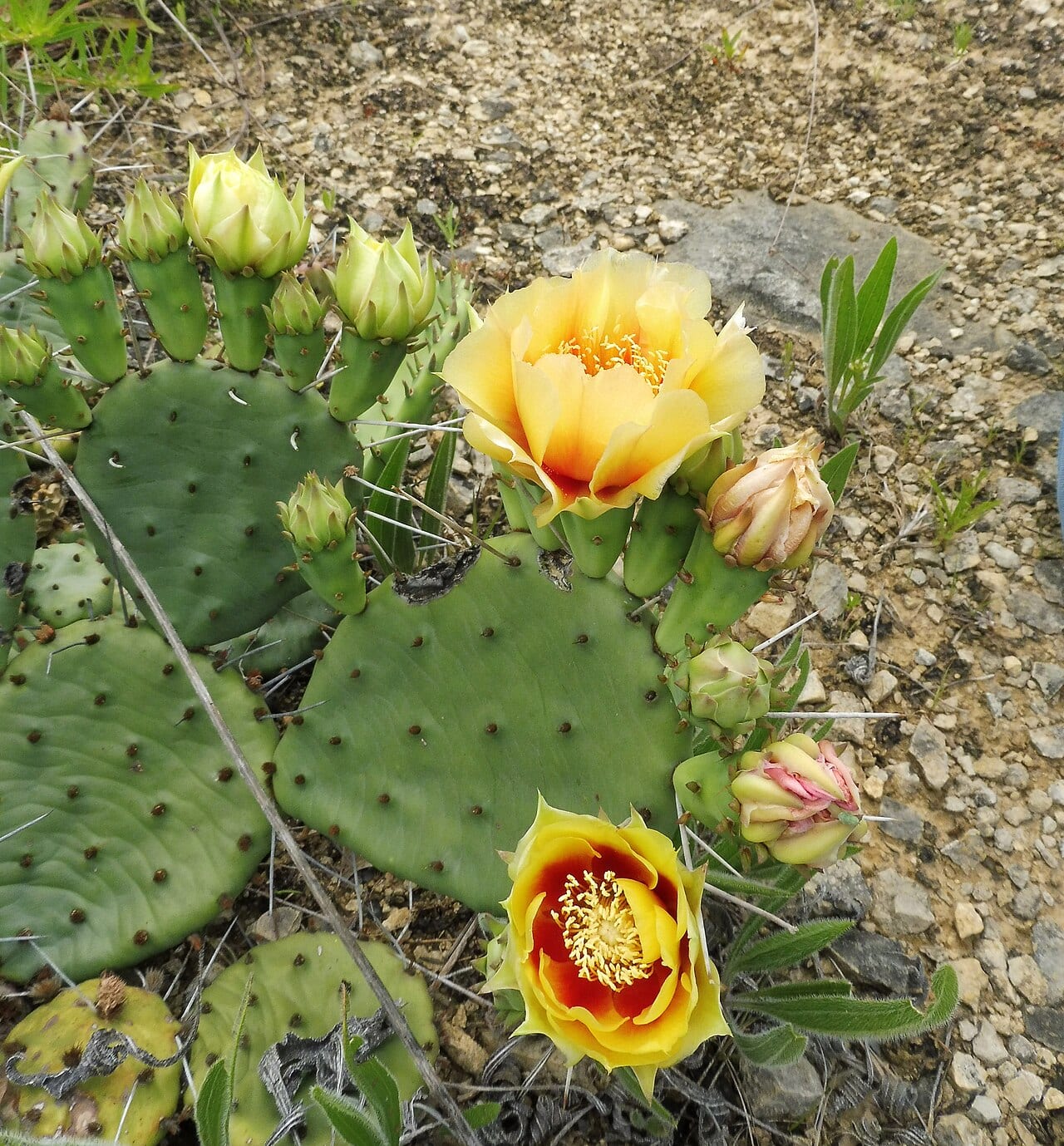 Common eastern prickly-pear (Opuntia cespitosa)