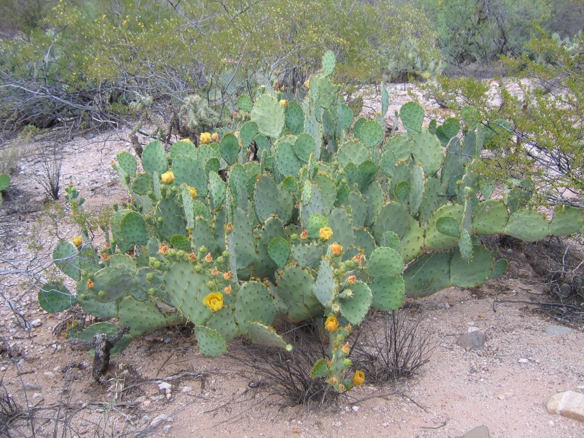 Texas prickly pear (Opuntia engelmannii var. lindheimeri)