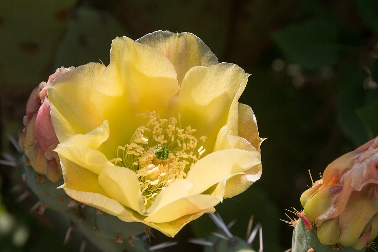 Cactus apple (Opuntia engelmannii)