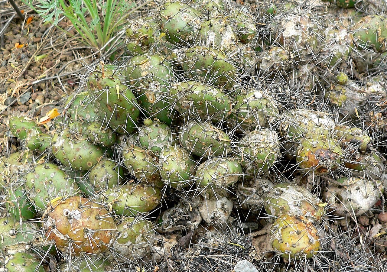 Brittle prickly pear (Opuntia fragilis)