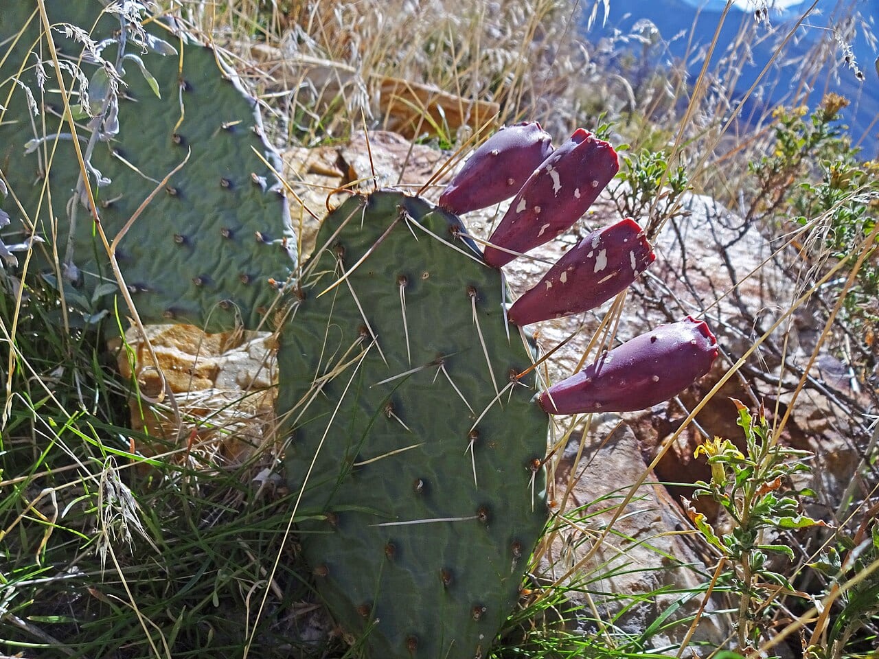 Bigroot prickly pear (Opuntia macrorhiza)