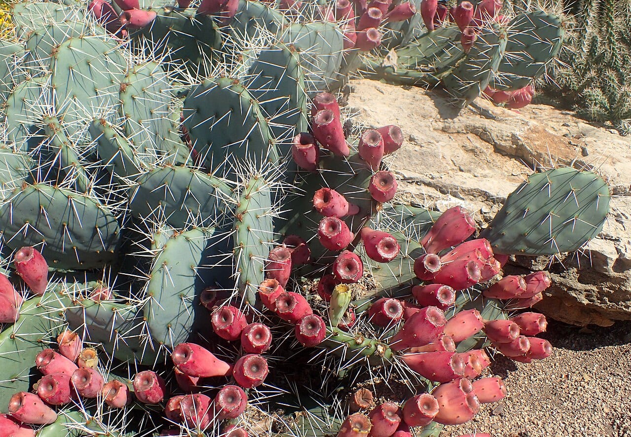 Tulip prickly pear (Opuntia phaeacantha)