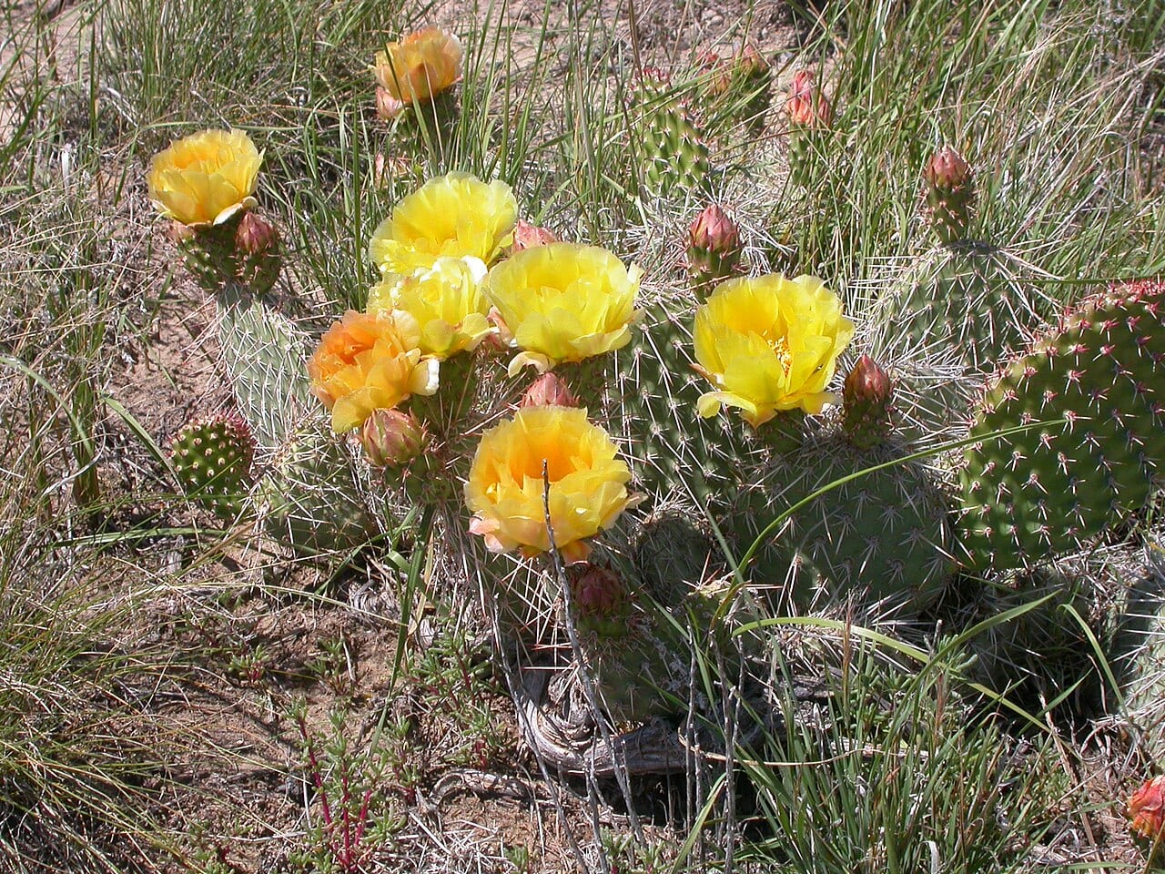 Plains prickly pear (Opuntia polyacantha)