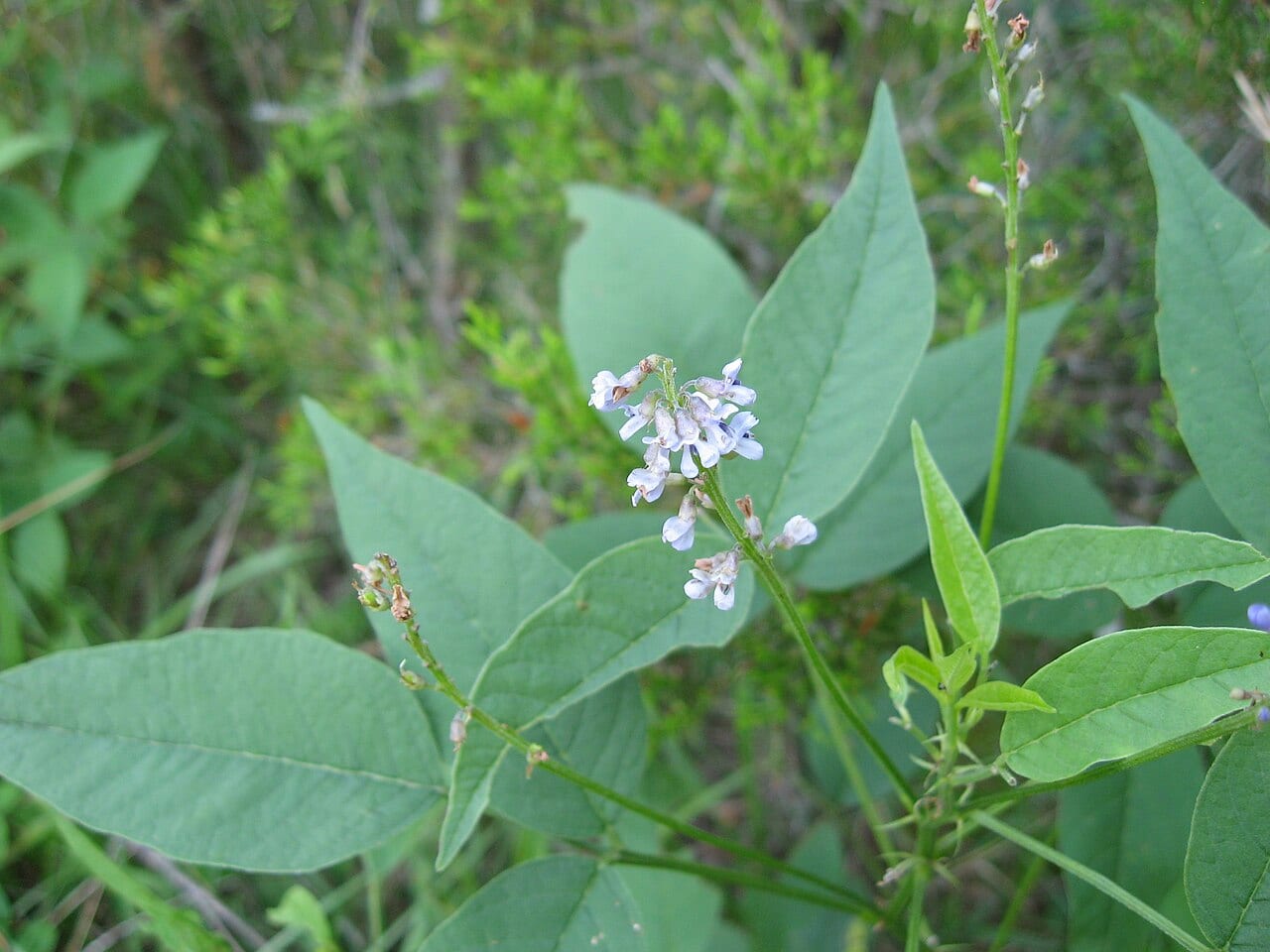 French-grass (Orbexilum onobrychis)