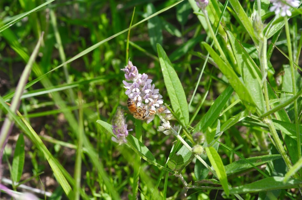Sampson's snakeroot (Orbexilum pedunculatum var. pedunculatum)
