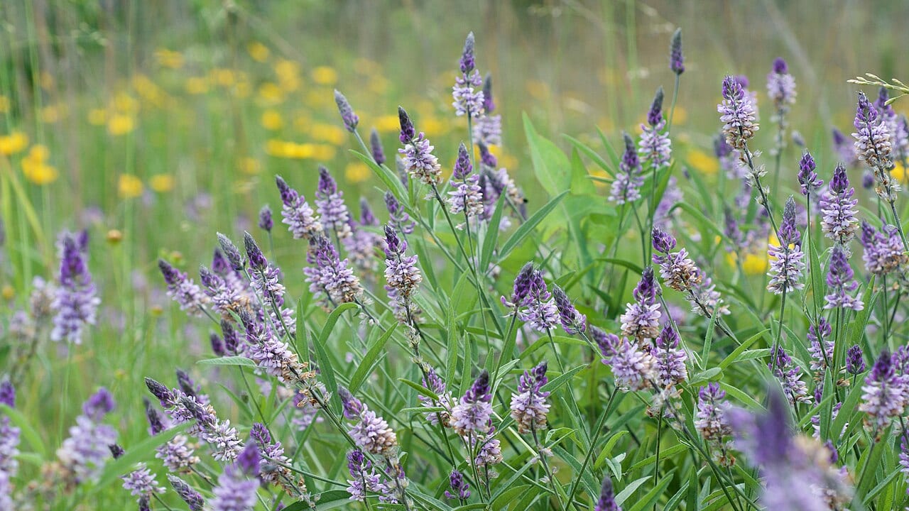 Sampson's snakeroot (Orbexilum pedunculatum)